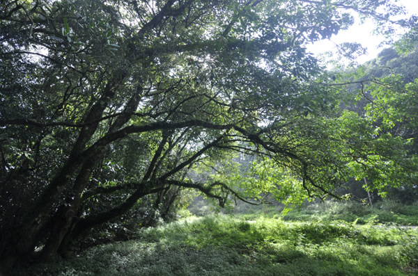 Bunga Forest Botanical Reserve